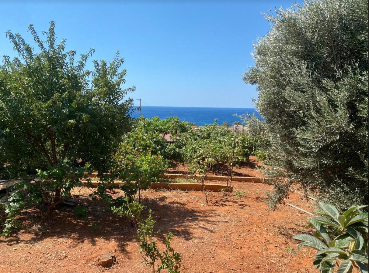 פליאוחורה Vine Veranda מראה חיצוני תמונה